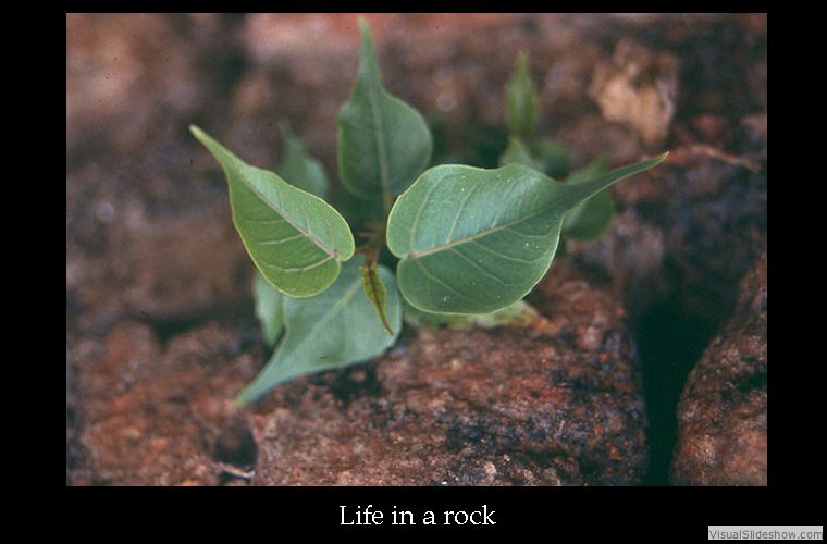 life in a rock